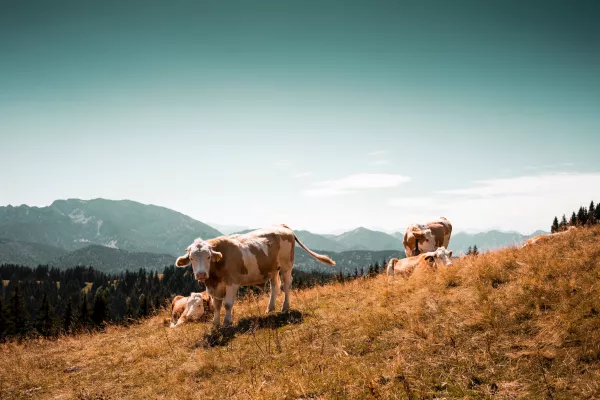 Фотография продукта 